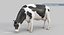 cow holstein pro animations 3D model
