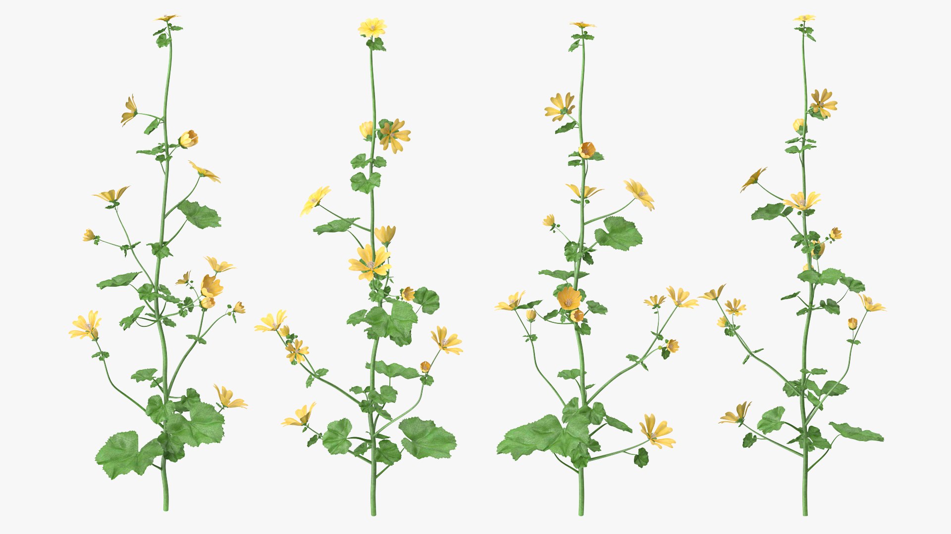 Country Mallow Flower 3D model preview