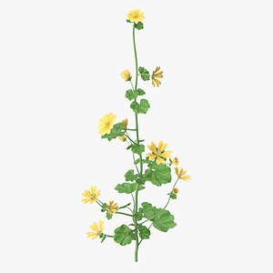 Country Mallow Flower