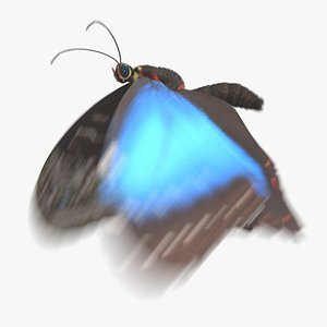 Blue Morpho Butterfly Animated 3D