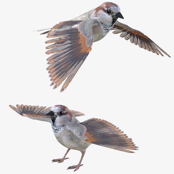 bird sparrow 3D model