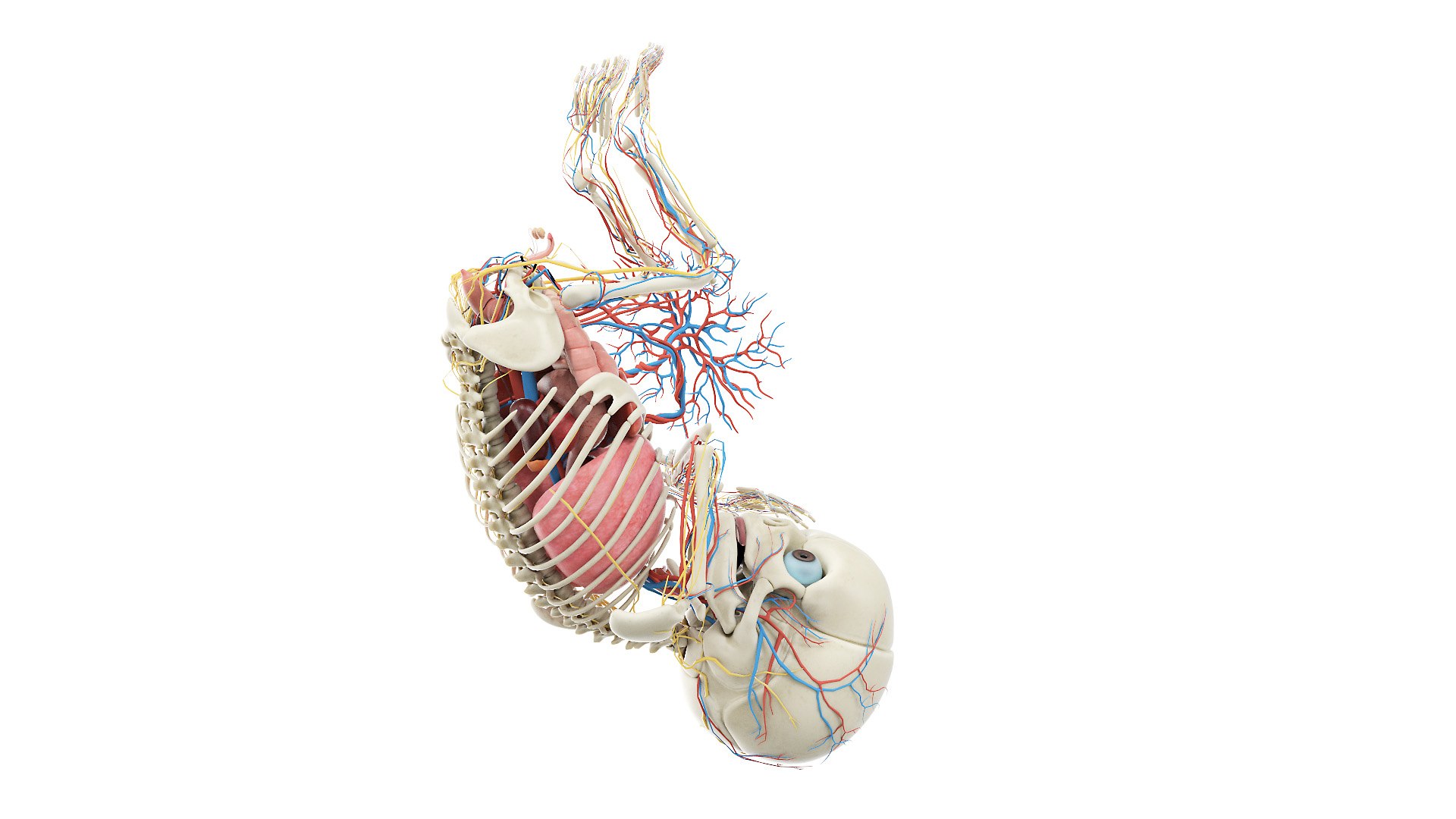 Fetus Anatomy Week 41 Static model Biology Diagrams