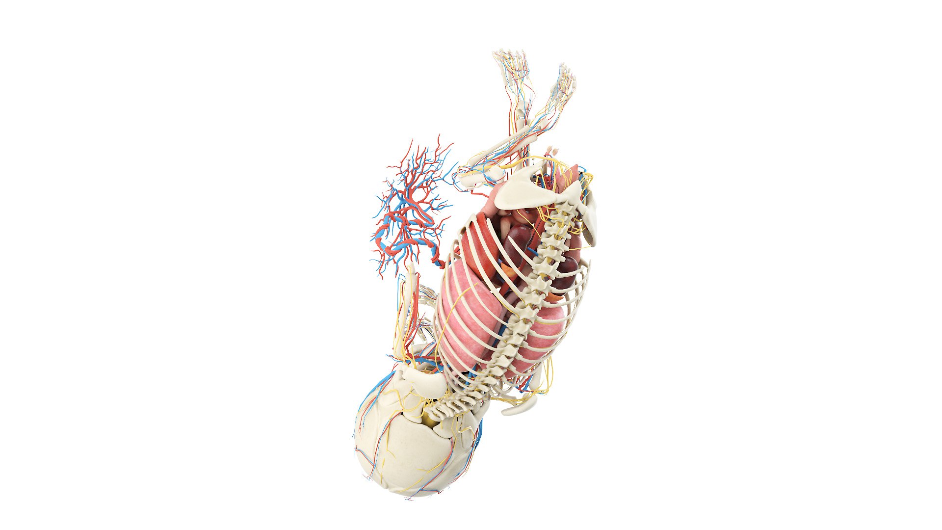 Fetus Anatomy Week 41 Static model Biology Diagrams