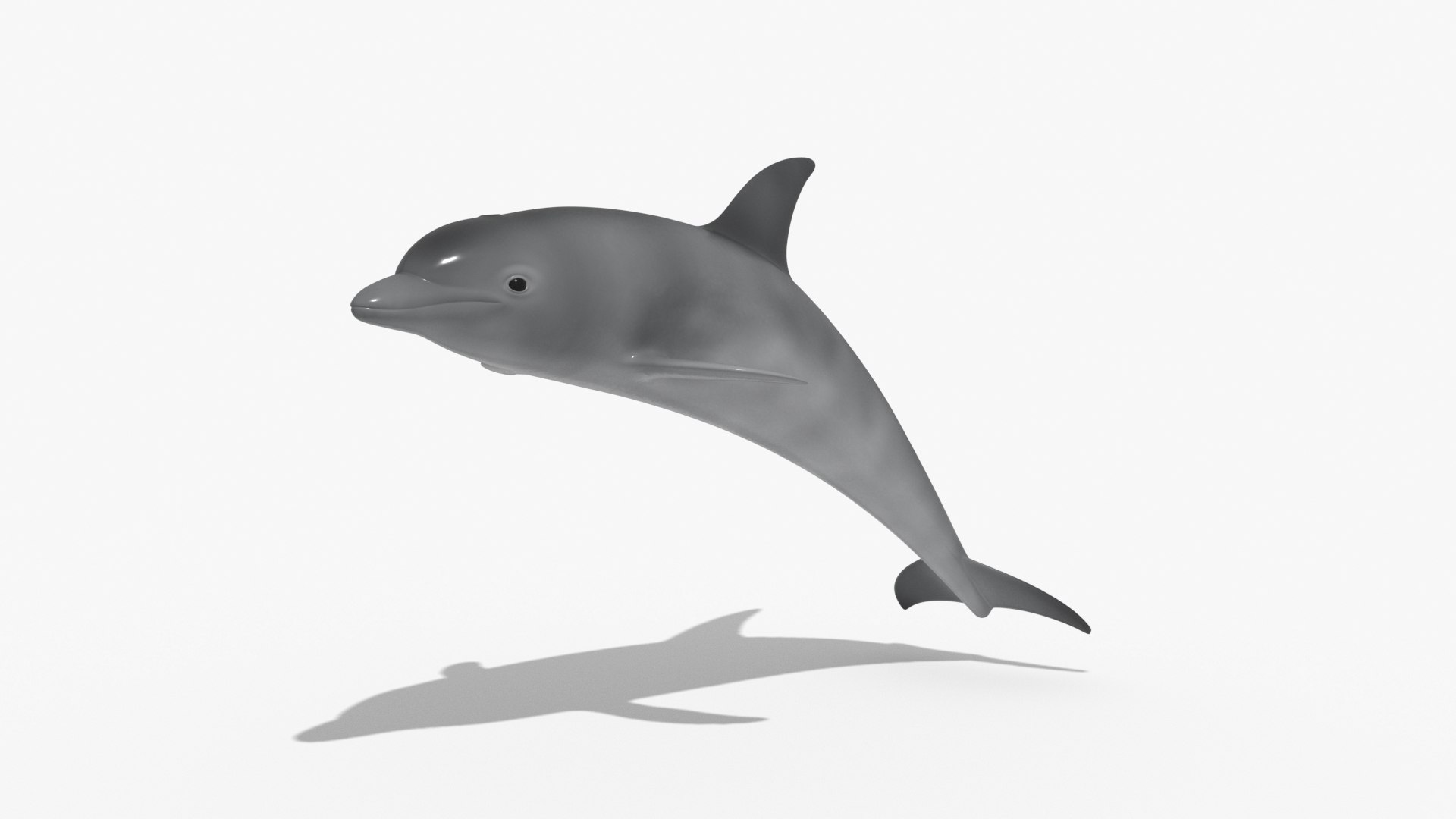 Dolphin Model - TurboSquid 1880717