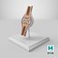 Anatomical Joint Model on Stand
