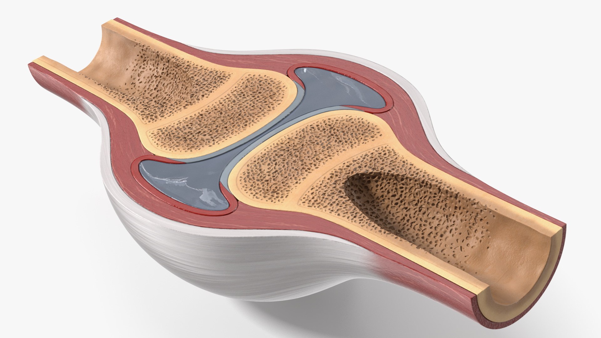 3D model Anatomical Joint Model on Stand https://p.turbosquid.com/ts-thumb/6n/e2VuJR/E6/anatomical_joint_model_on_stand_007/jpg/1780015146/1920x1080/fit_q87/23c1a718df90d30119c9f554f58bb555cbb5f607/anatomical_joint_model_on_stand_007.jpg