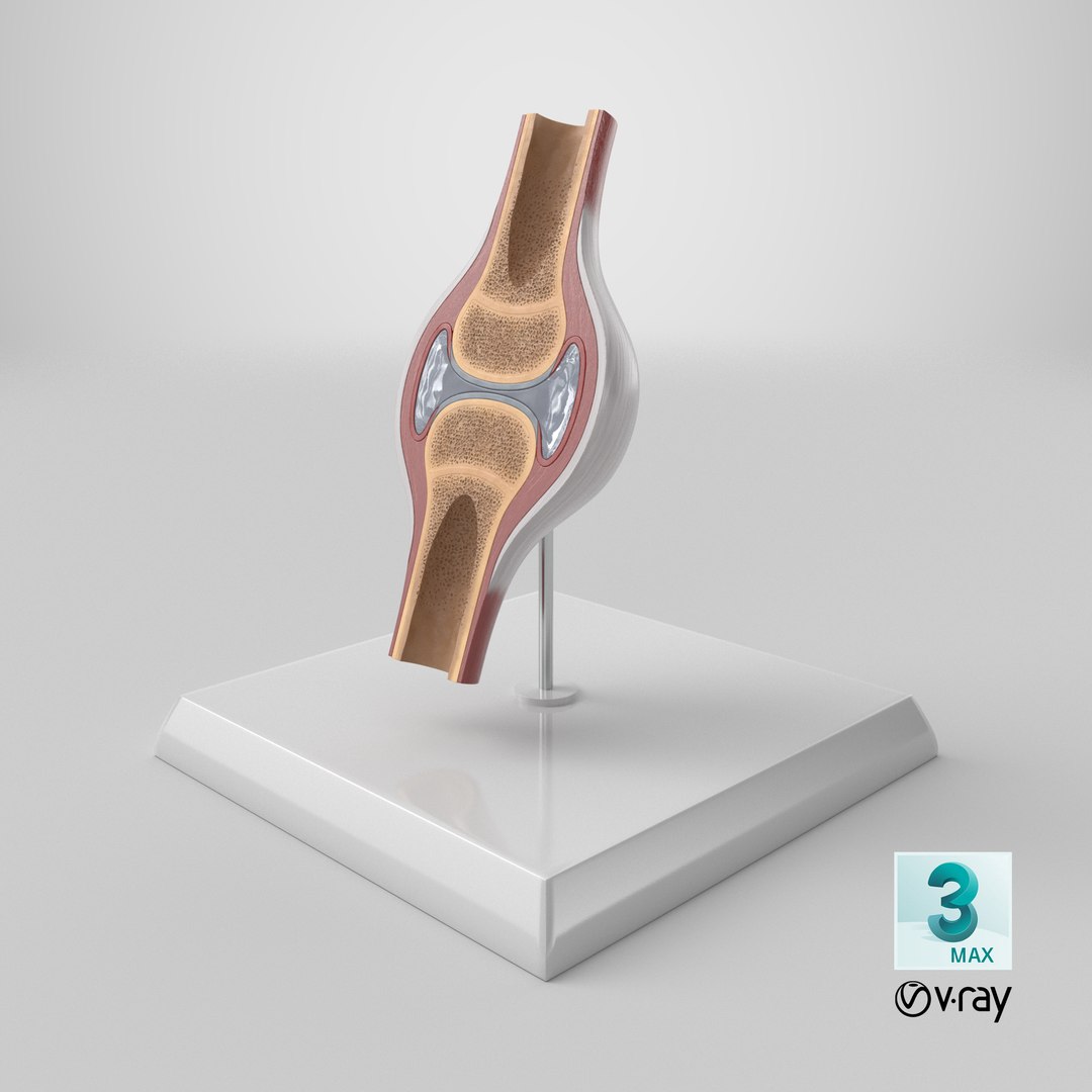 3D model Anatomical Joint Model on Stand https://p.turbosquid.com/ts-thumb/6n/e2VuJR/K7/stemcell_max_vray_render/png/1780061226/1920x1080/fit_q87/617ccb55fd2cd77669938bcb925200bc189efcd5/stemcell_max_vray_render.jpg