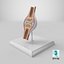 Anatomical Joint Model on Stand