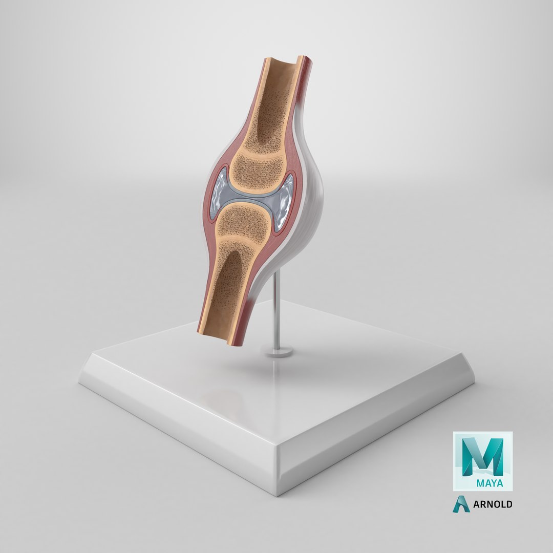 3D model Anatomical Joint Model on Stand https://p.turbosquid.com/ts-thumb/6n/e2VuJR/ZY/stemcell_maya_arnold_render/png/1780061220/1920x1080/fit_q87/ada85a6ea1fed731ae295f7e7428ebab18b0ee9c/stemcell_maya_arnold_render.jpg