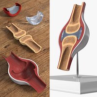 Anatomical Joint Model on Stand