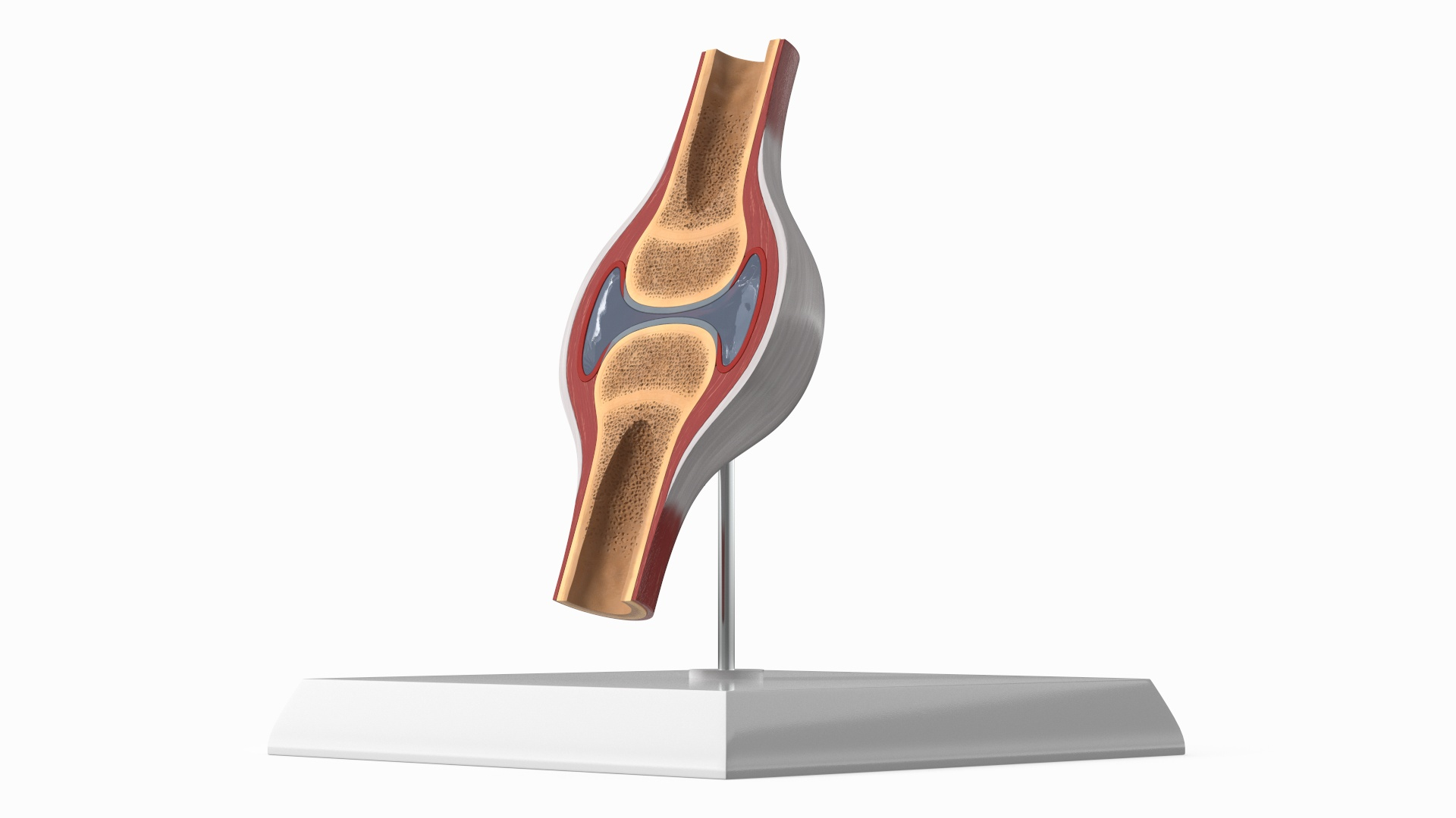 3D model Anatomical Joint Model on Stand https://p.turbosquid.com/ts-thumb/6n/e2VuJR/wU/anatomical_joint_model_on_stand_360/jpg/1780015068/1920x1080/turn_fit_q99/1d88a770e60998dff1859355969849c9e6d467c6/anatomical_joint_model_on_stand_360-1.jpg