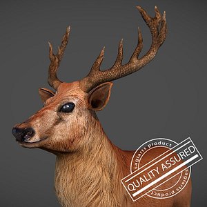 maya deer buck