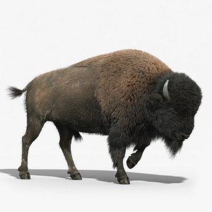 Bison(FUR)(RIGGED)