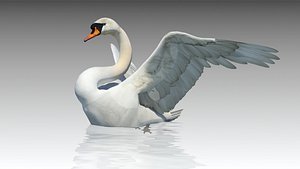 mute swan 3D model