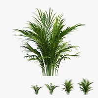 Majesty Palm Tree