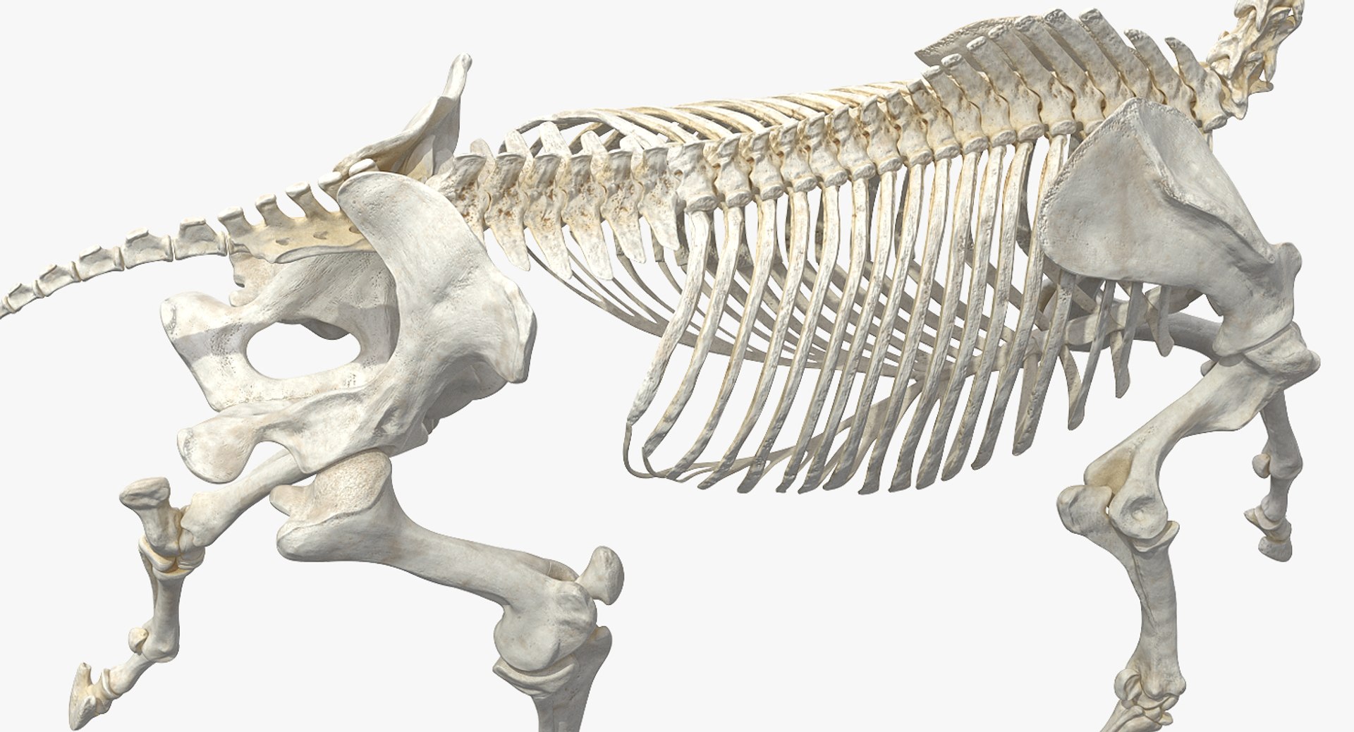 Animal Skeletons Collection 2 3D model https://p.turbosquid.com/ts-thumb/6n/sOBp8m/5l/animal_skeletons_collection_2_033/jpg/1738600098/1920x1080/fit_q87/488accb6ed8f6a926aa5ba94936af02877ce82f4/animal_skeletons_collection_2_033.jpg