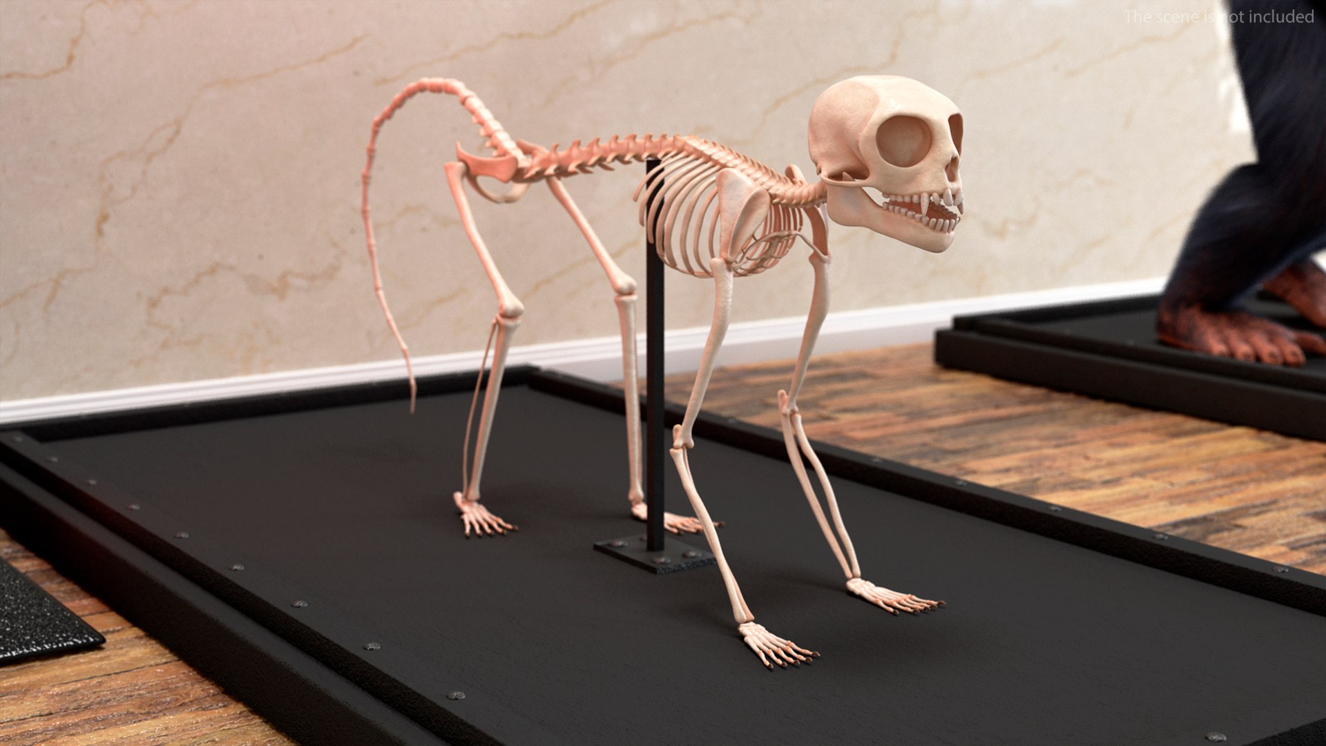 Animal Skeletons Collection 2 3D model https://p.turbosquid.com/ts-thumb/6n/sOBp8m/Al/animal_skeletons_collection_2_002/jpg/1738599956/1920x1080/fit_q87/c5c1524d0b314054a028596b0c5f9254197de71f/animal_skeletons_collection_2_002.jpg