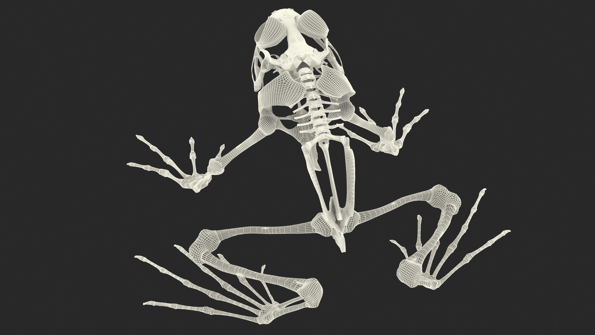 Animal Skeletons Collection 2 3D model https://p.turbosquid.com/ts-thumb/6n/sOBp8m/ZN/animal_skeletons_collection_2_060/jpg/1738600220/1920x1080/fit_q87/ee1c46549b2ad754d2c86588af80592fa9b045b2/animal_skeletons_collection_2_060.jpg