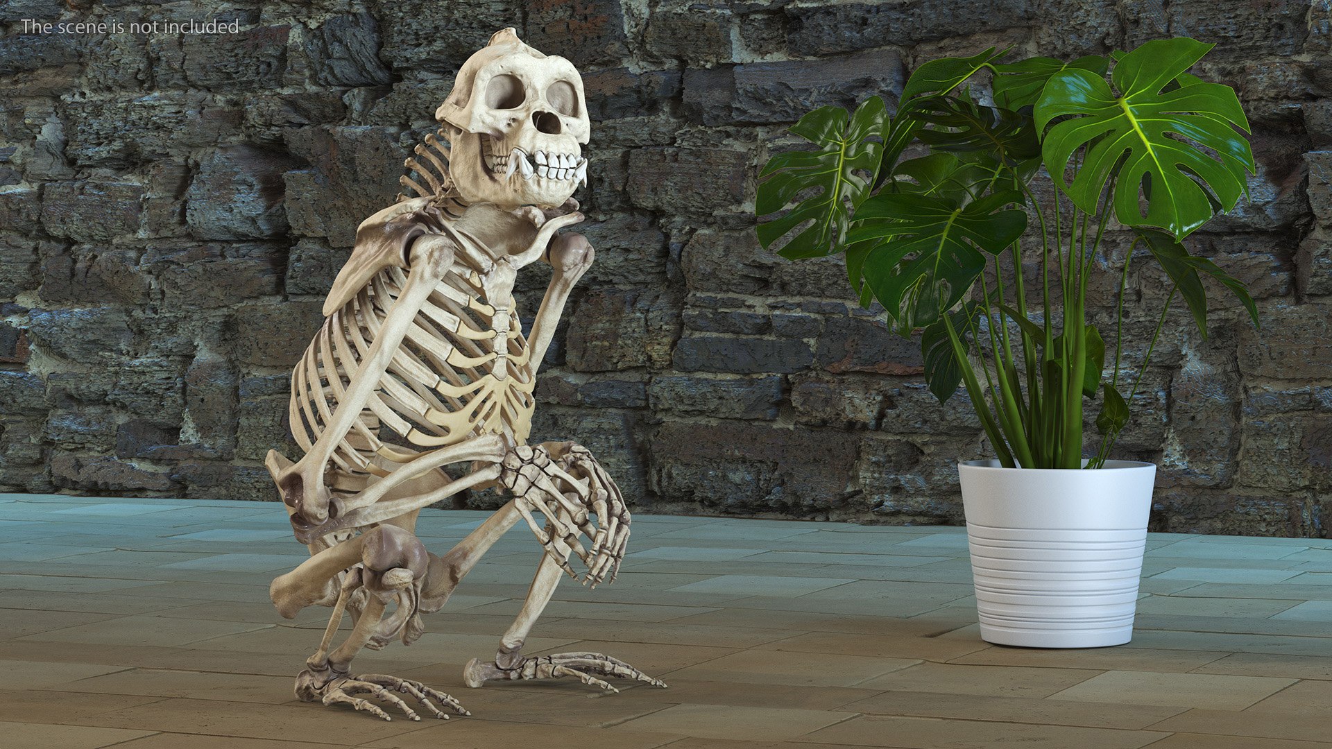 Animal Skeletons Collection 2 3D model https://p.turbosquid.com/ts-thumb/6n/sOBp8m/oP/animal_skeletons_collection_2_016/jpg/1738600023/1920x1080/fit_q87/1dab5e0a8d49fc5dd66b9754fe4a4215c7bd5002/animal_skeletons_collection_2_016.jpg