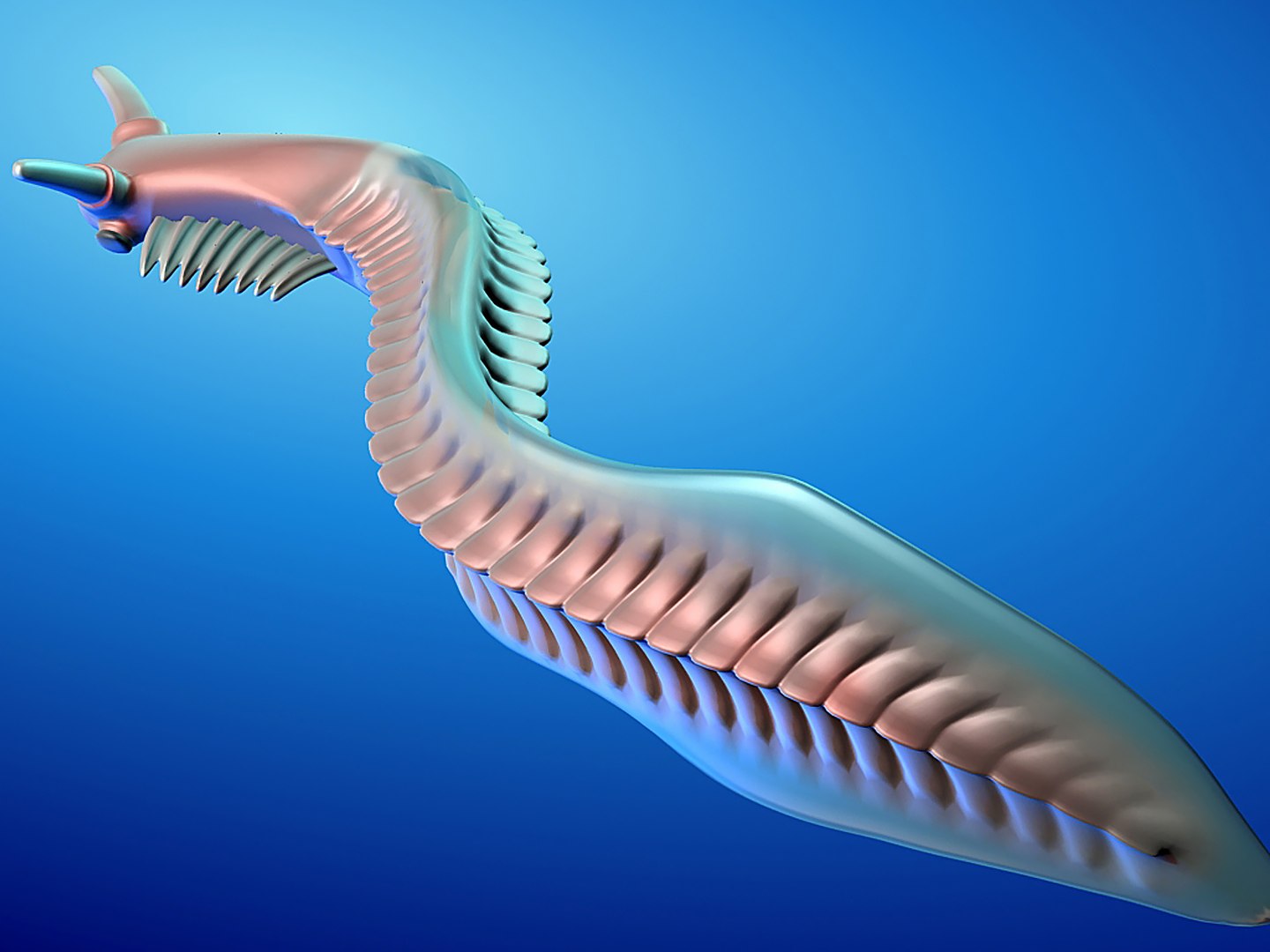 3d model pikaia prehistoric cambrian https://p.turbosquid.com/ts-thumb/6o/1spYQo/gp/r01/jpg/1739252207/1920x1080/fit_q87/842d2894ff77baf2cb77c9b0eda90a5ca6448e66/r01.jpg