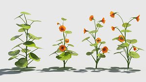 3D model nasturtium flower