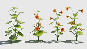 nasturtium flower