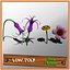 Pack Plantas