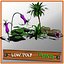 Pack Plantas