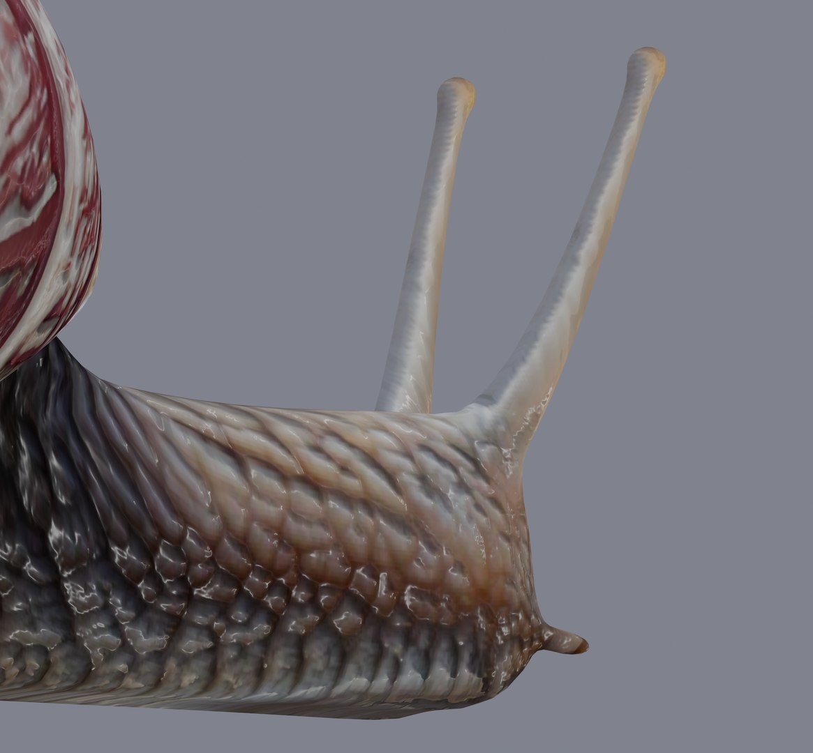 Snail Model - TurboSquid 2132219