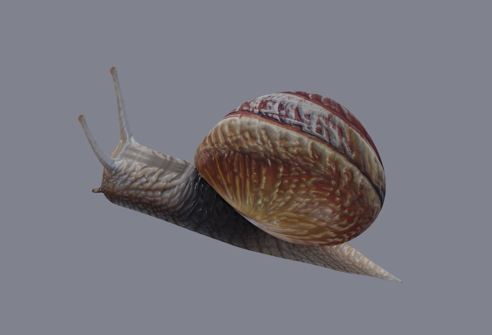 Snail Model - TurboSquid 2132219