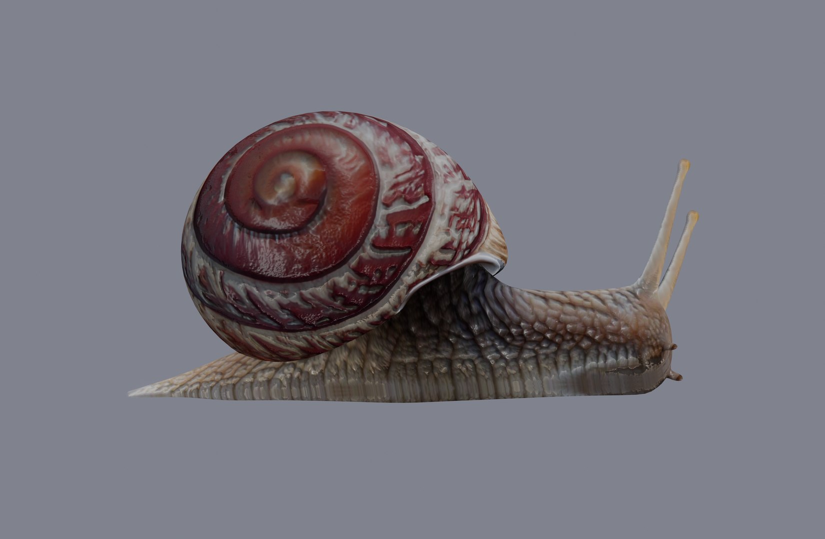 Snail Model - TurboSquid 2132219