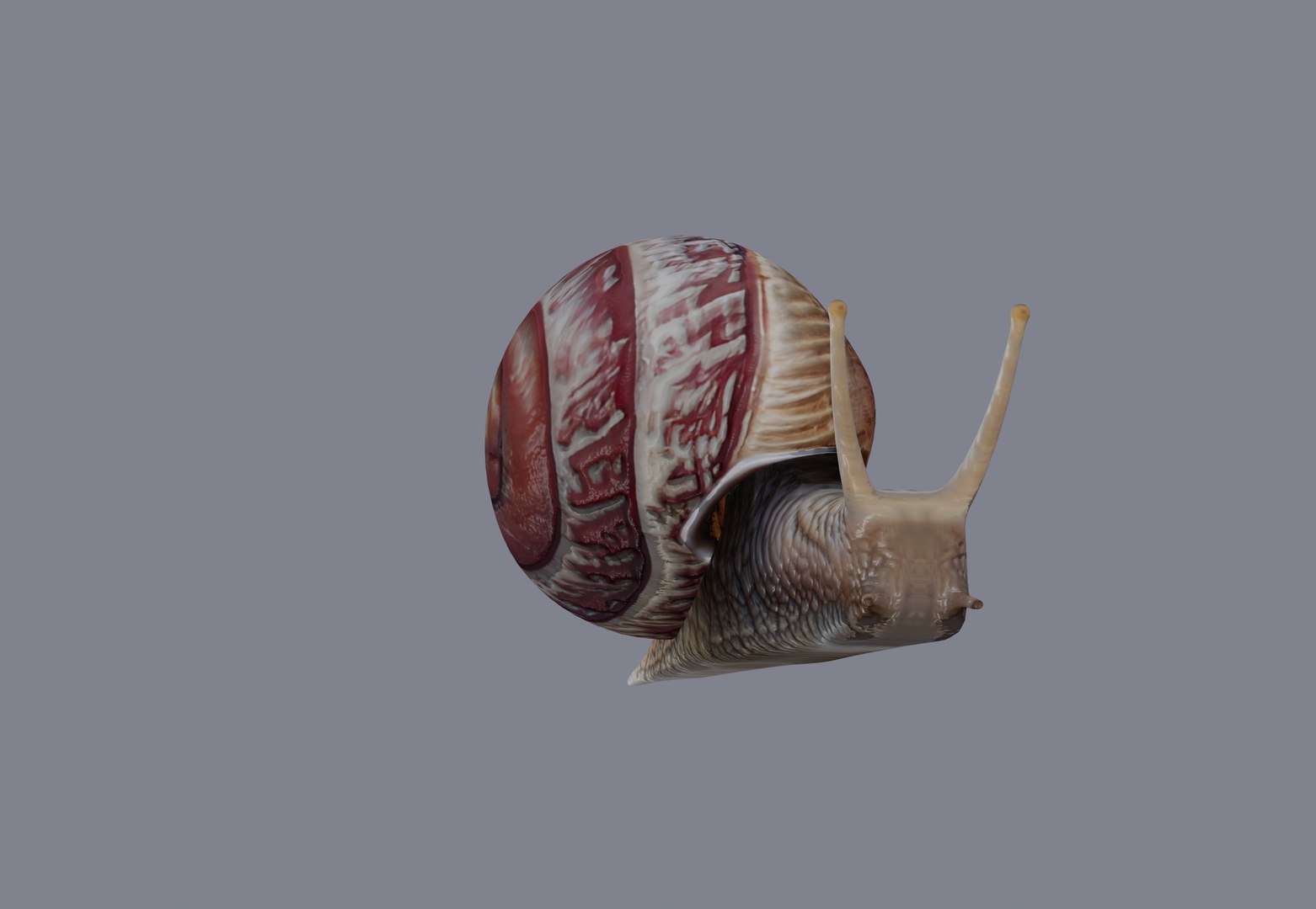 Snail Model - TurboSquid 2132219