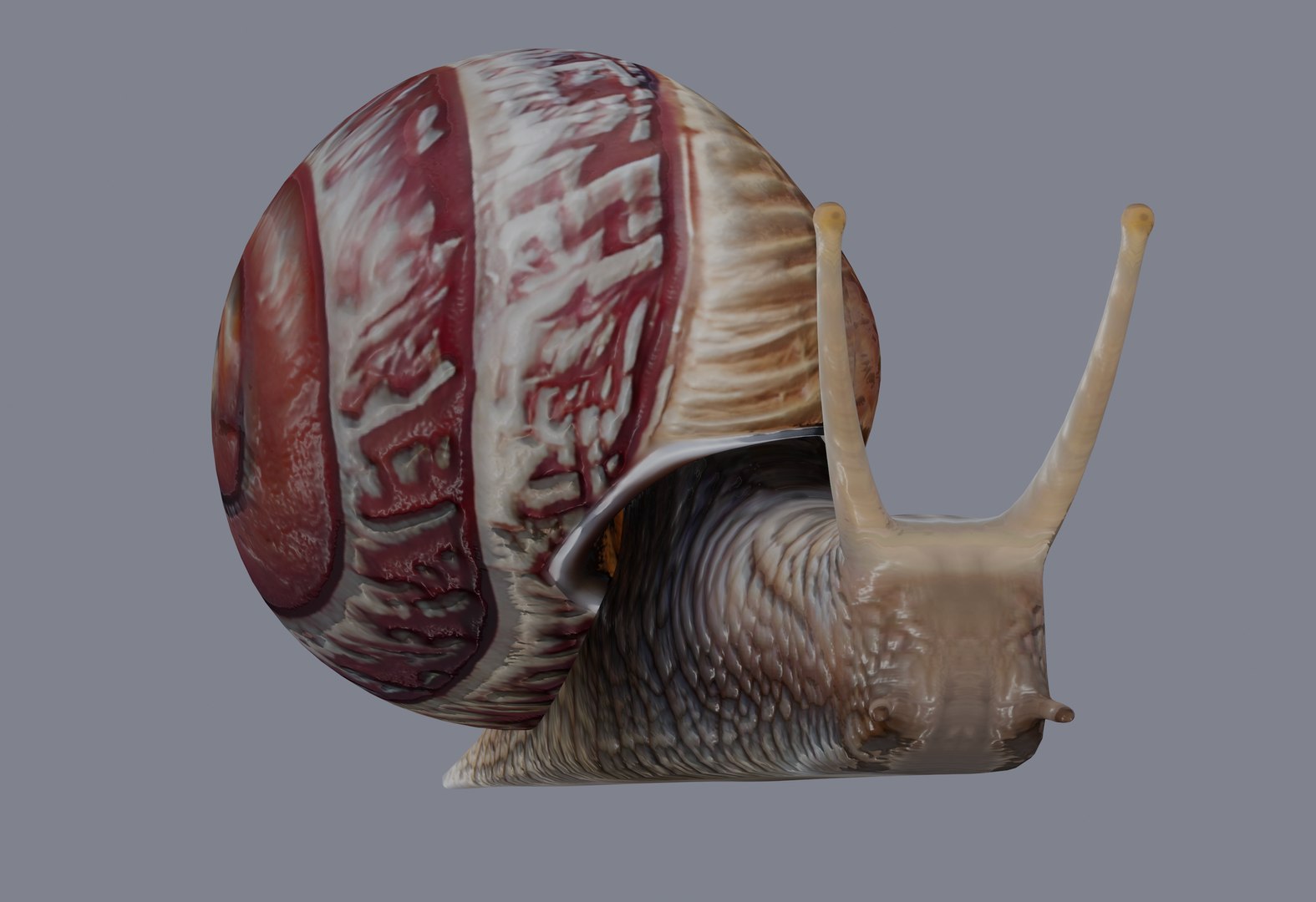 Snail Model - TurboSquid 2132219