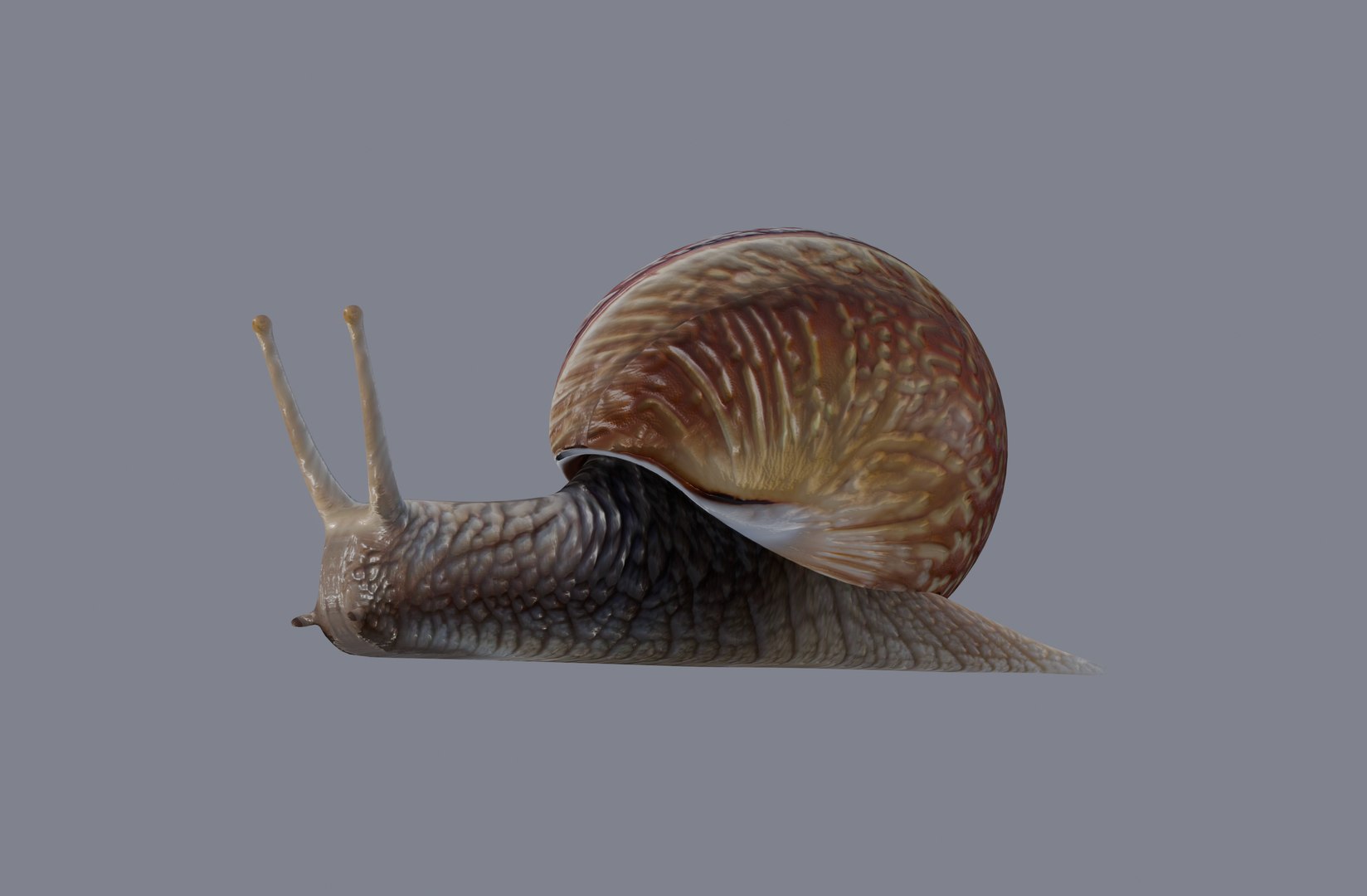 Snail Model - TurboSquid 2132219