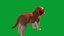 Chiot Saint-Bernard