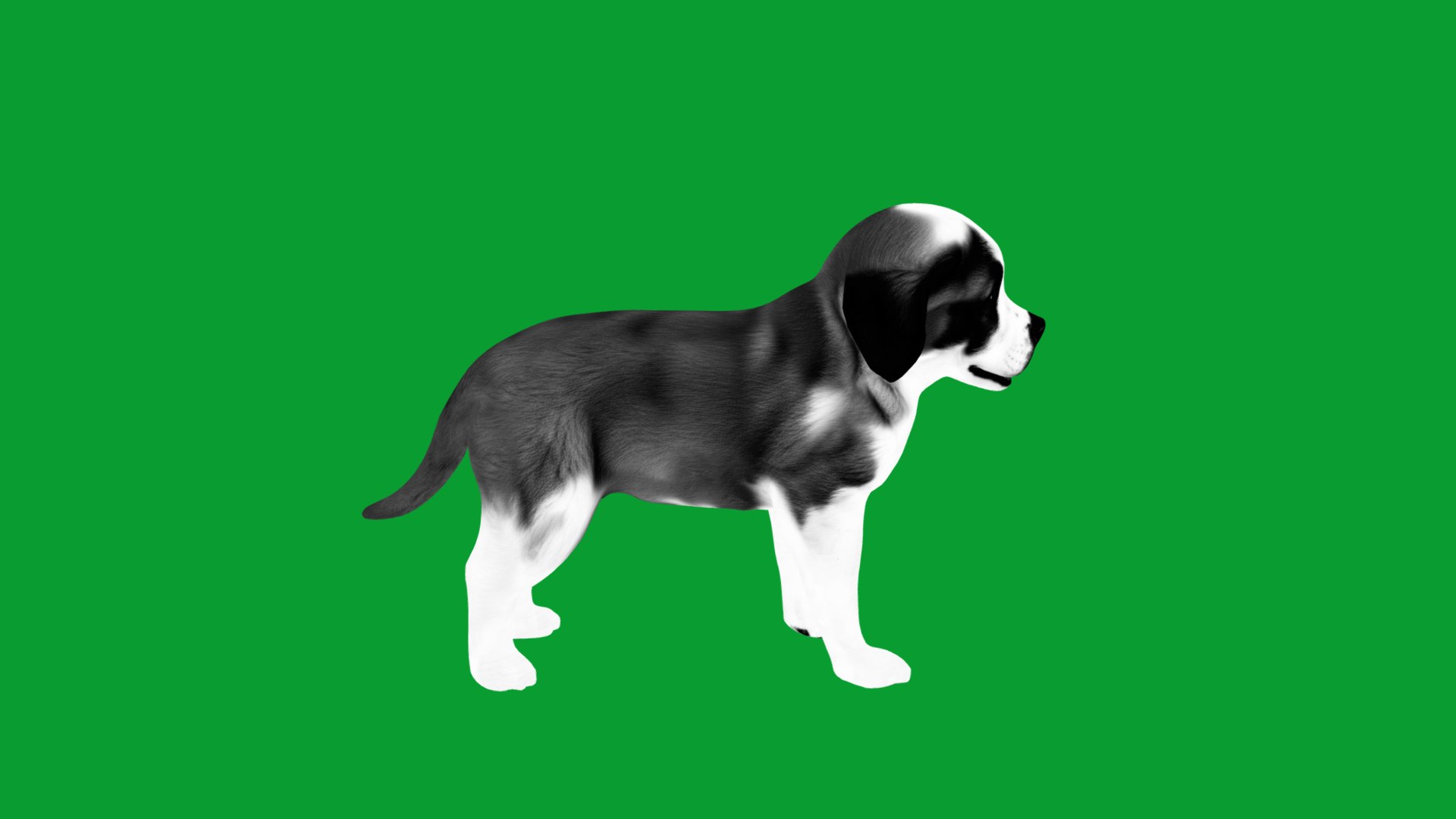 Saint Bernard Puppy Dog 3D model https://p.turbosquid.com/ts-thumb/6o/eMTjYF/Iy/st_bernard_puppy_dog_breed13/png/1756590429/1920x1080/fit_q87/9cd0096bff4f99a315c3395f455438c7cb58826e/st_bernard_puppy_dog_breed13.jpg