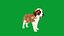 Chiot Saint-Bernard