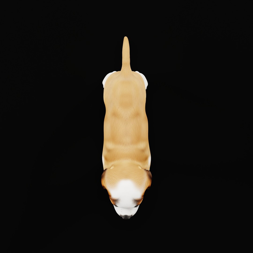 Saint Bernard Puppy Dog 3D model https://p.turbosquid.com/ts-thumb/6o/eMTjYF/cK/stbernardpuppydogao_0002/jpg/1756590404/1920x1080/fit_q87/c46fd533802dbab52212161b03b69f5de9447f5b/stbernardpuppydogao_0002.jpg