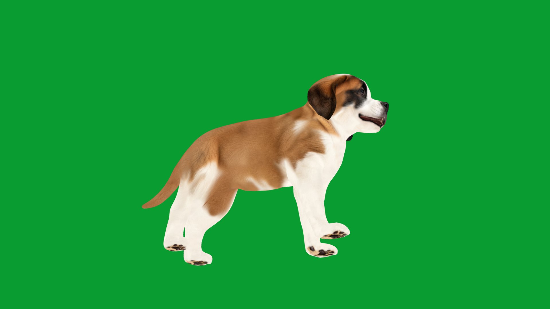 Saint Bernard Puppy Dog 3D model https://p.turbosquid.com/ts-thumb/6o/eMTjYF/gx/st_bernard_puppy_dog_breed5/png/1756590413/1920x1080/fit_q87/36e01550141675045e6d7f2d1f3a5fb7a101d023/st_bernard_puppy_dog_breed5.jpg