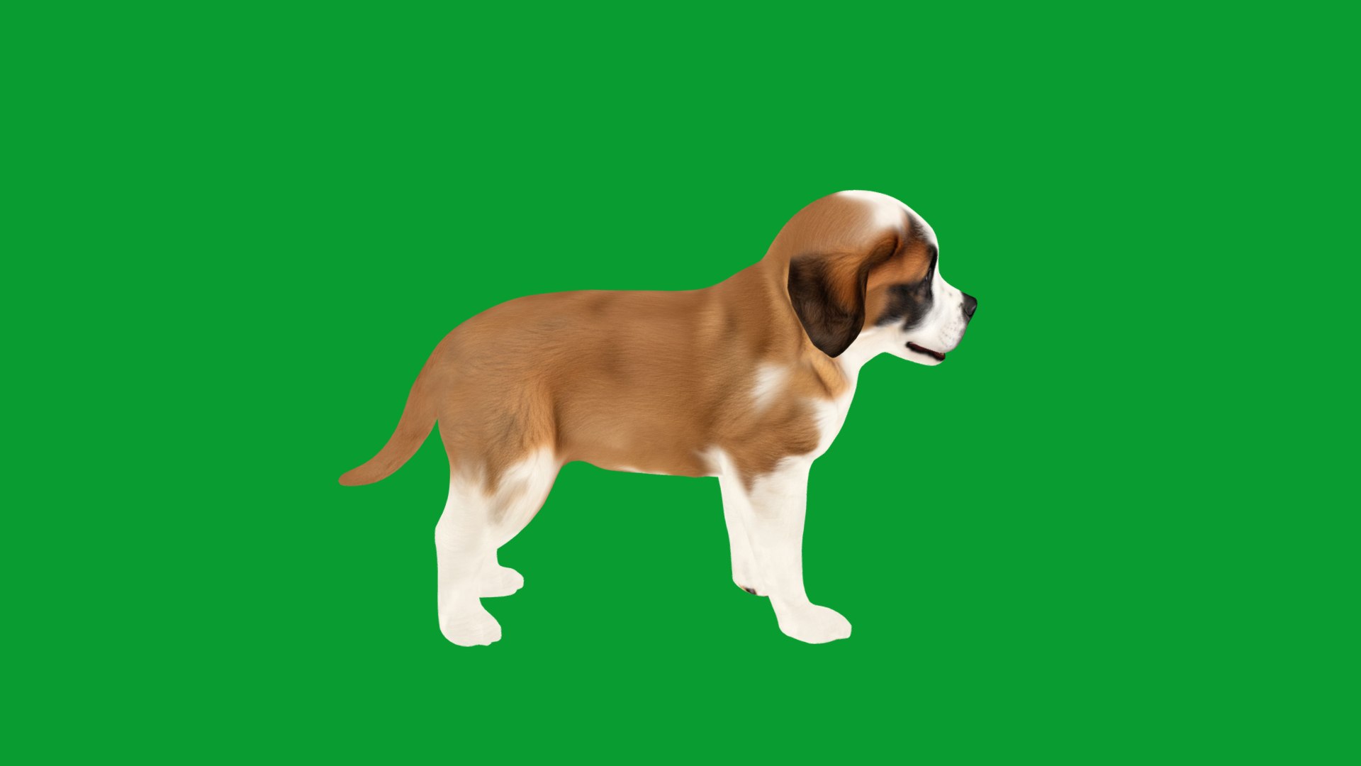 Saint Bernard Puppy Dog 3D model https://p.turbosquid.com/ts-thumb/6o/eMTjYF/gz/st_bernard_puppy_dog_breed10/png/1756590424/1920x1080/fit_q87/fba6eb38fed3c6e9fccbb319c2be0c5afb2db58f/st_bernard_puppy_dog_breed10.jpg