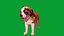 Chiot Saint-Bernard