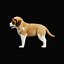 Chiot Saint-Bernard