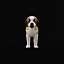 Chiot Saint-Bernard