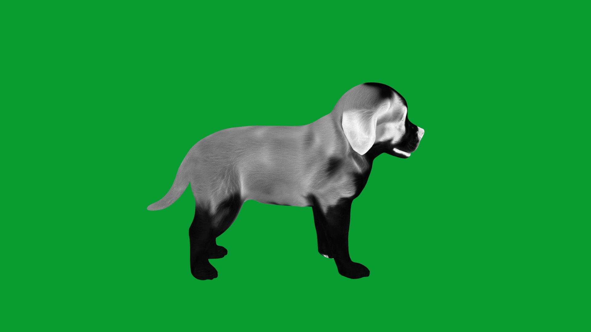 Saint Bernard Puppy Dog 3D model https://p.turbosquid.com/ts-thumb/6o/eMTjYF/m2/st_bernard_puppy_dog_breed12/png/1756590426/1920x1080/fit_q87/d9dfa6aeed2512806c31ab4d6a0c8fbf774fef73/st_bernard_puppy_dog_breed12.jpg