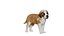 Chiot Saint-Bernard