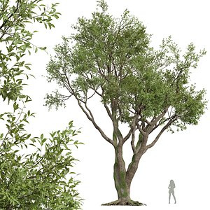 Angel Oak Live Tree 3D model