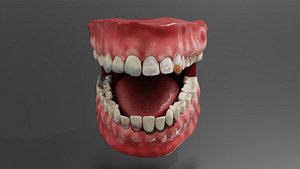Medical Grade Human Oral Cavity  Teeth Anatomy 3D Model blender 3D