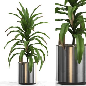 3D植物集合713模型