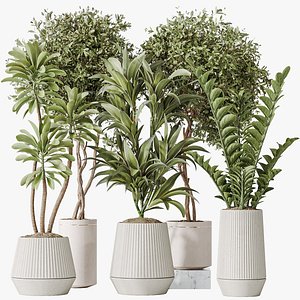 AV Indoor plants set 184 Olive Artificial Olea Tree and Zamiifolia Araceae and Lemon Lime Cane Drago