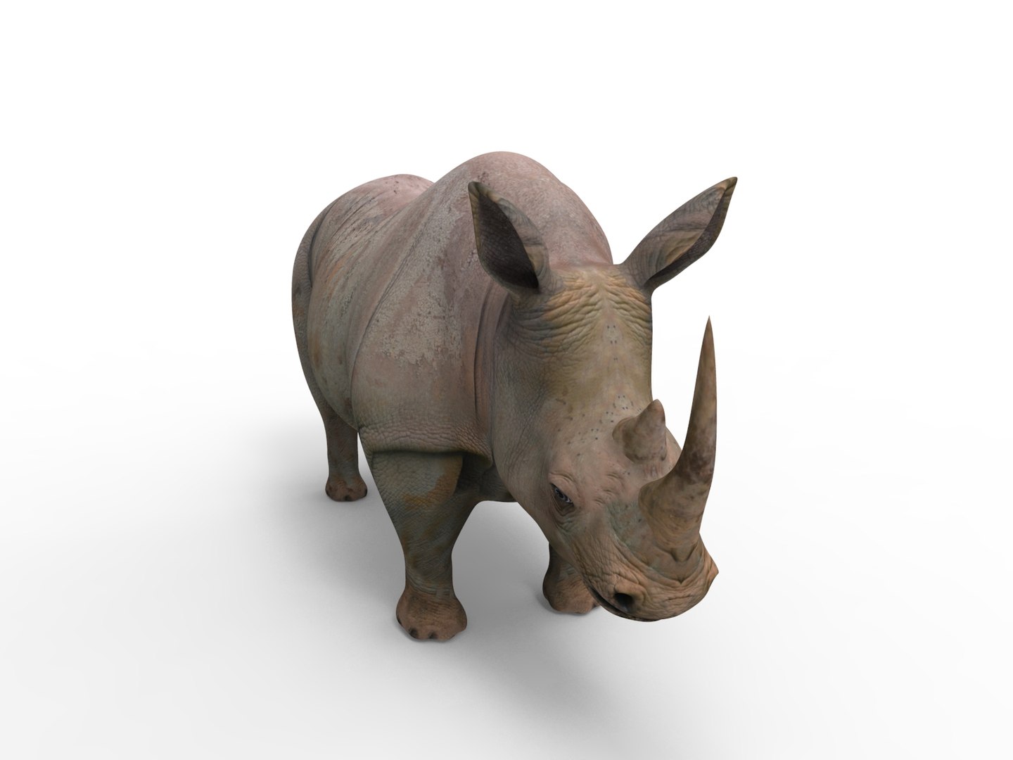 3D Model Realistic Rhino - TurboSquid 1262401